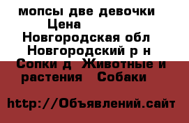 мопсы две девочки › Цена ­ 25 000 - Новгородская обл., Новгородский р-н, Сопки д. Животные и растения » Собаки   